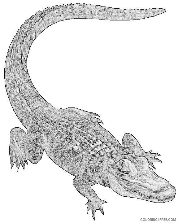 alligator jOZk2p coloring