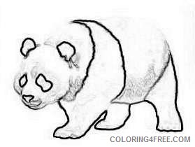 beary bears bear facts qEB8RN coloring