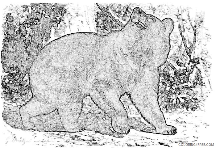 black bear 1 page of public domain 4DWaRP coloring