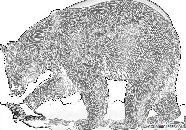 grizzly bear for download about 8 2 coloring