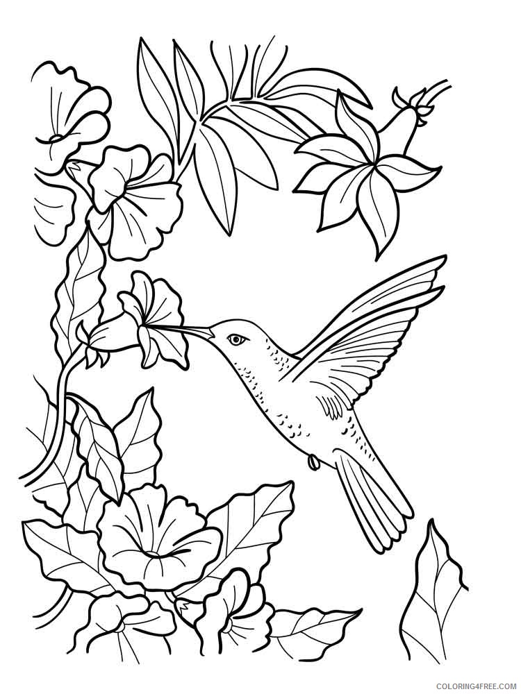 Hummingbird Coloring Pages Eating Nectar From Flowers