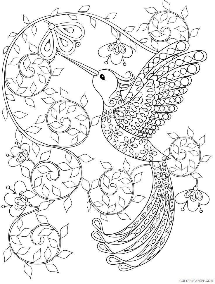 Hummingbird Coloring Pages For Adults Printable Coloring4free Coloring4free Com