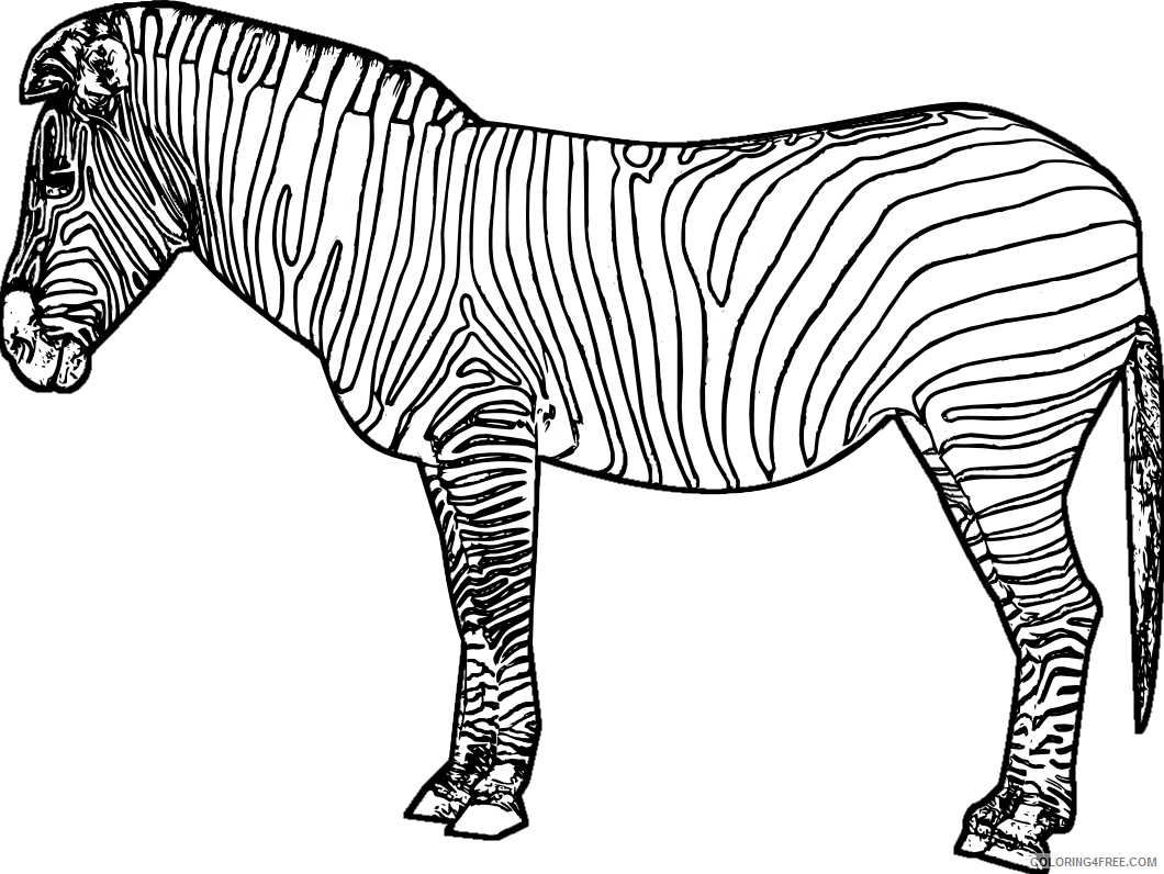 Printable Zebra Coloring Pages Coloring4free Coloring4free Com