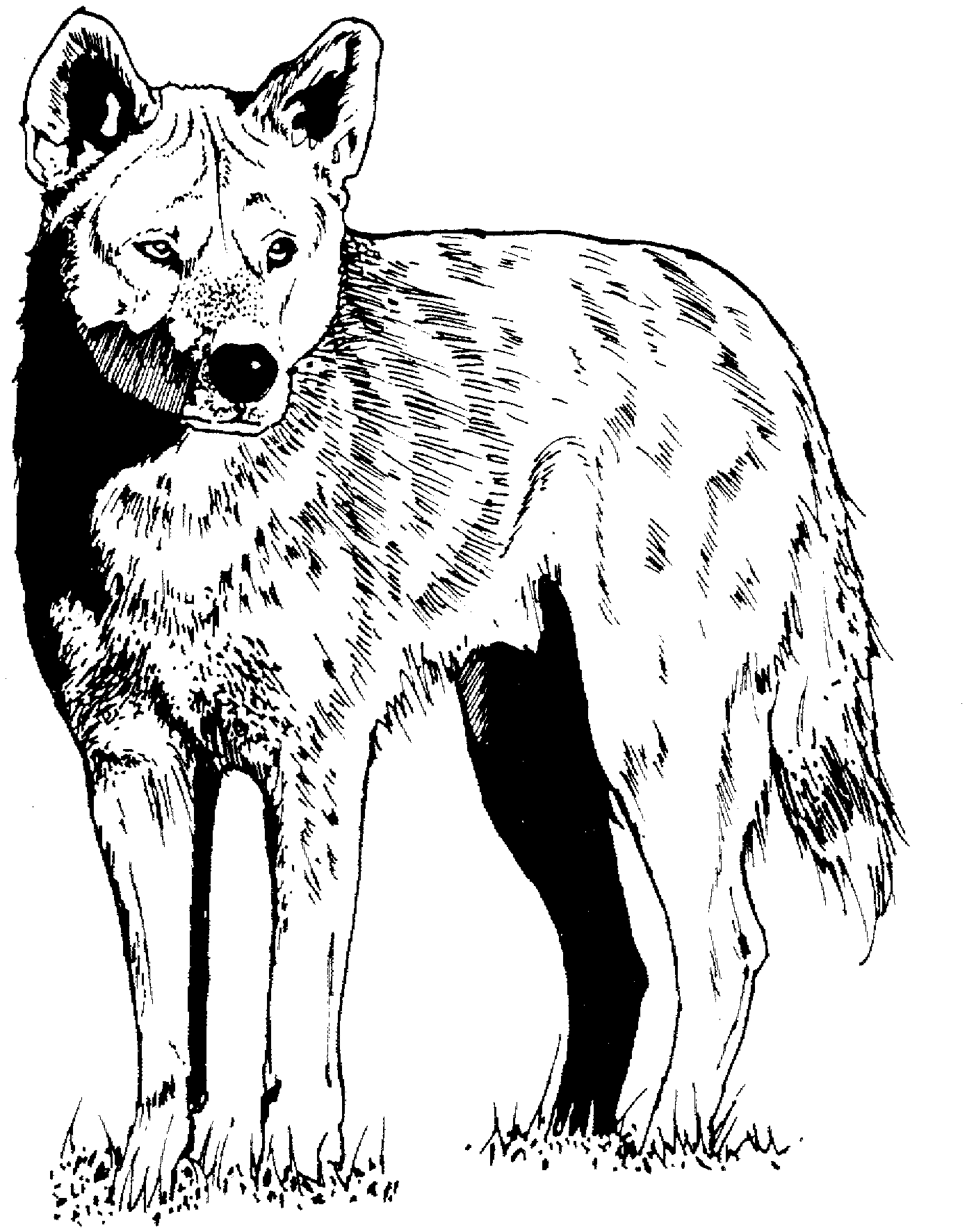 Featured image of post View 17 Cool Realistic Wolf Coloring Pages