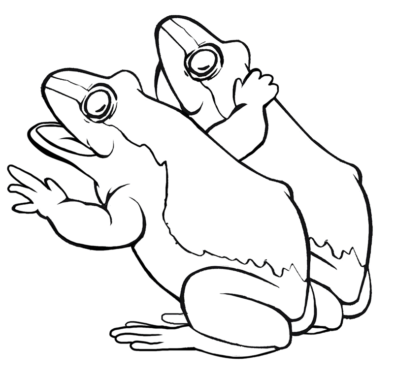 Featured image of post Pacman Frog Coloring Page Since pacman frogs tend to bury themselves and stay in that position for very long periods of time it is possible that abscesses can form on the legs red leg syndrome is generally a bacterial infection that causes the underside of the legs and abdomen to become red in color