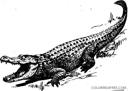 alligator 5 coloring