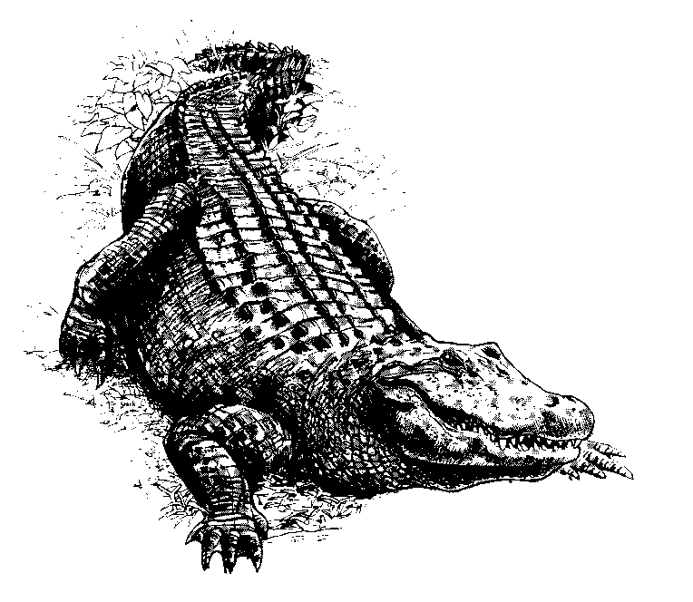 alligator 9 coloring