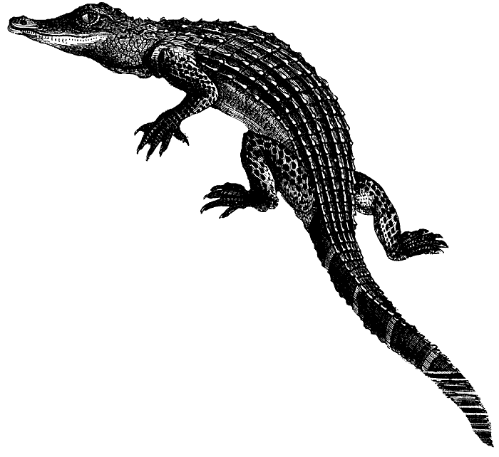 alligator animated alligators coloring