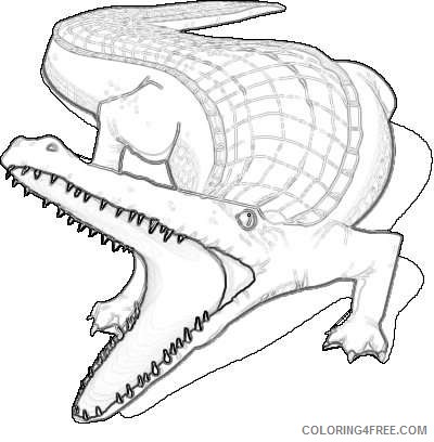 alligator coloring_002