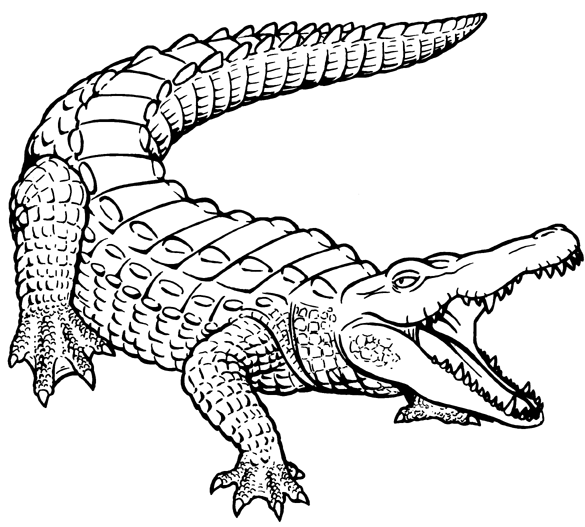 alligator outline colouring pages page 2 fKMauI coloring