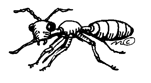 ant 6 coloring
