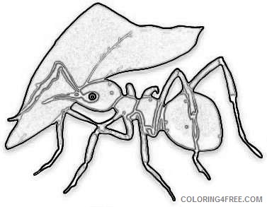 ant animalgals vnQ8Mr coloring