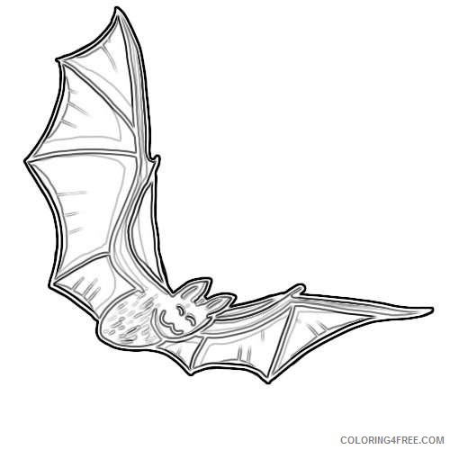 bat drawings andlorful 5 coloring