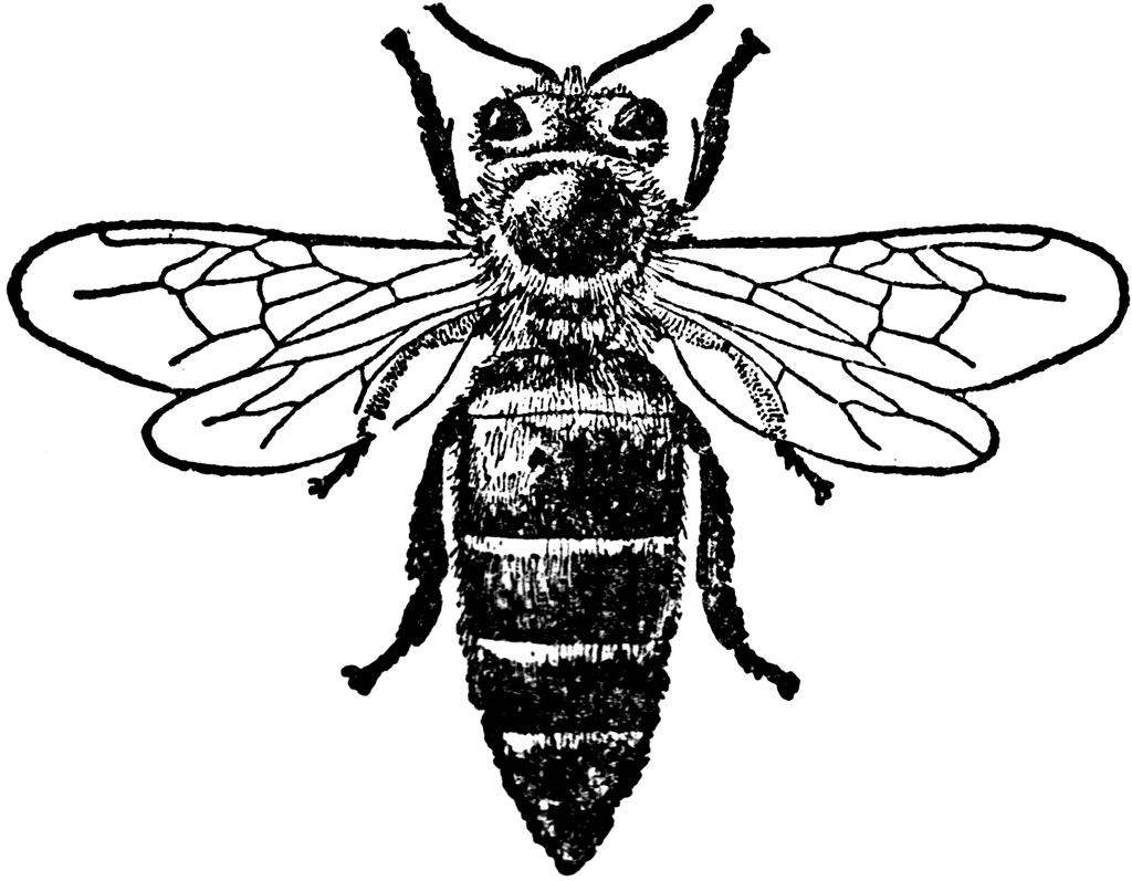 bee border bee etc bees more pinterest vB3S1e coloring