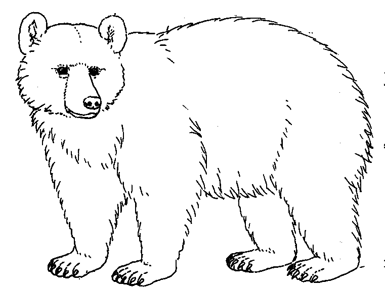 black bear ytjnR7 coloring