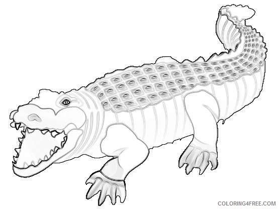 crocodile alligator pictures graphics coloring