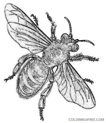 honey bee stock graphicsfairy2 jpg H2F8bT coloring