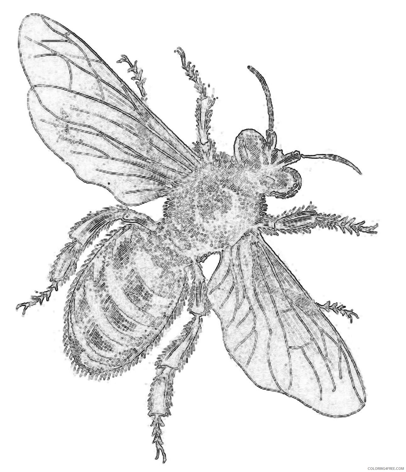 image of a honey bee this bee comes from a circa 1840 natural history BywHmk coloring