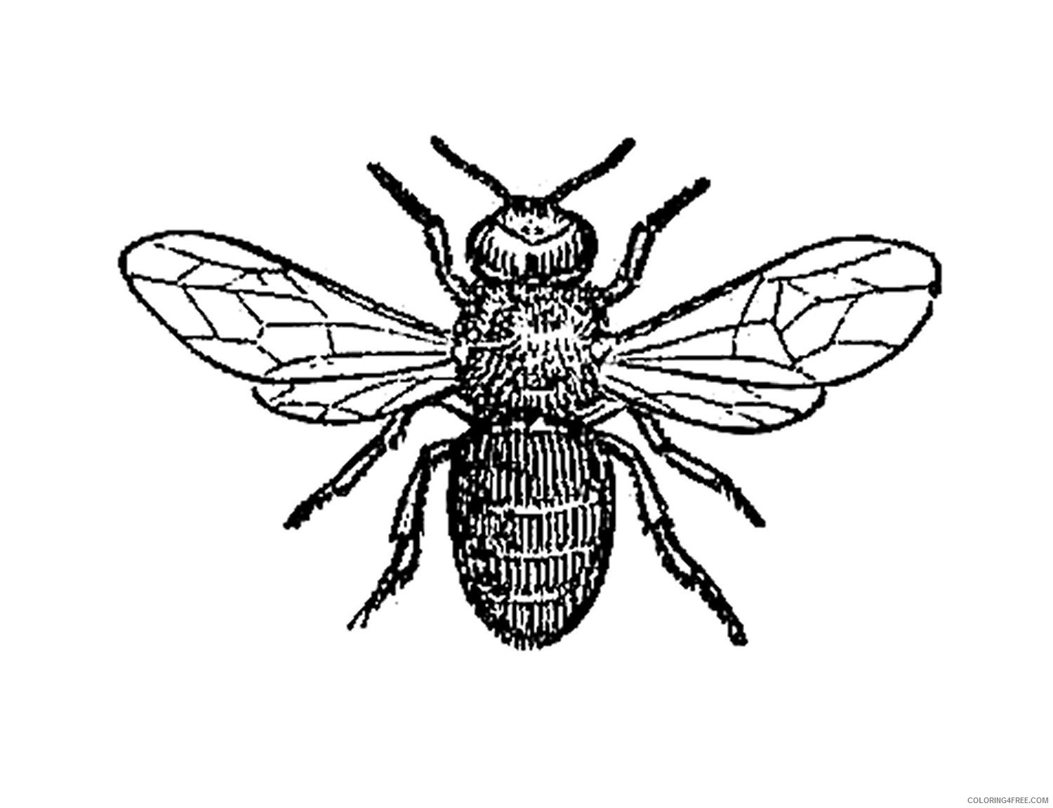 insect black and white illustration of drone bee insect 3nxAZ8 coloring