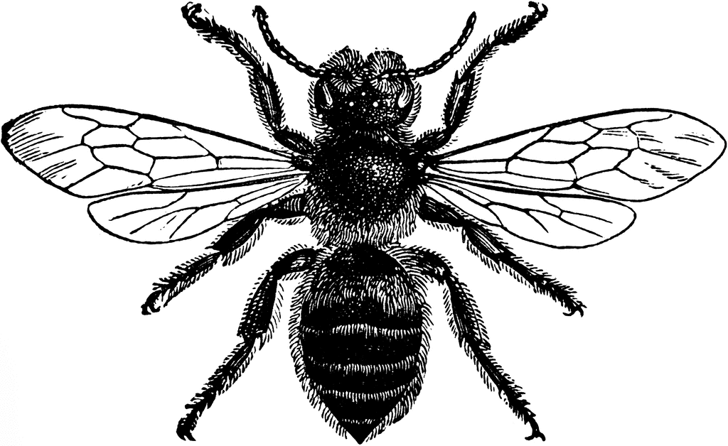 mason bee etc picture Y3iAq3 coloring