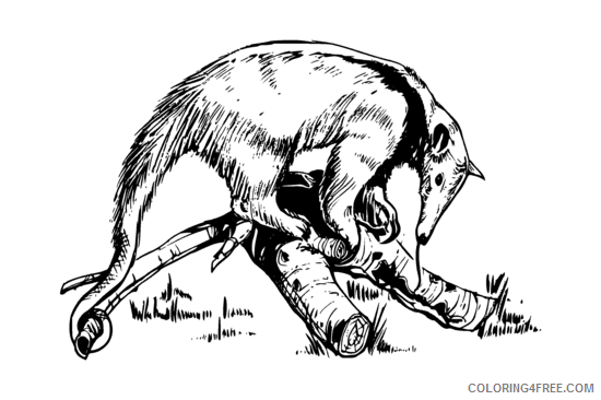 Anteater Coloring Pages anteater 2 png Printable Coloring4free