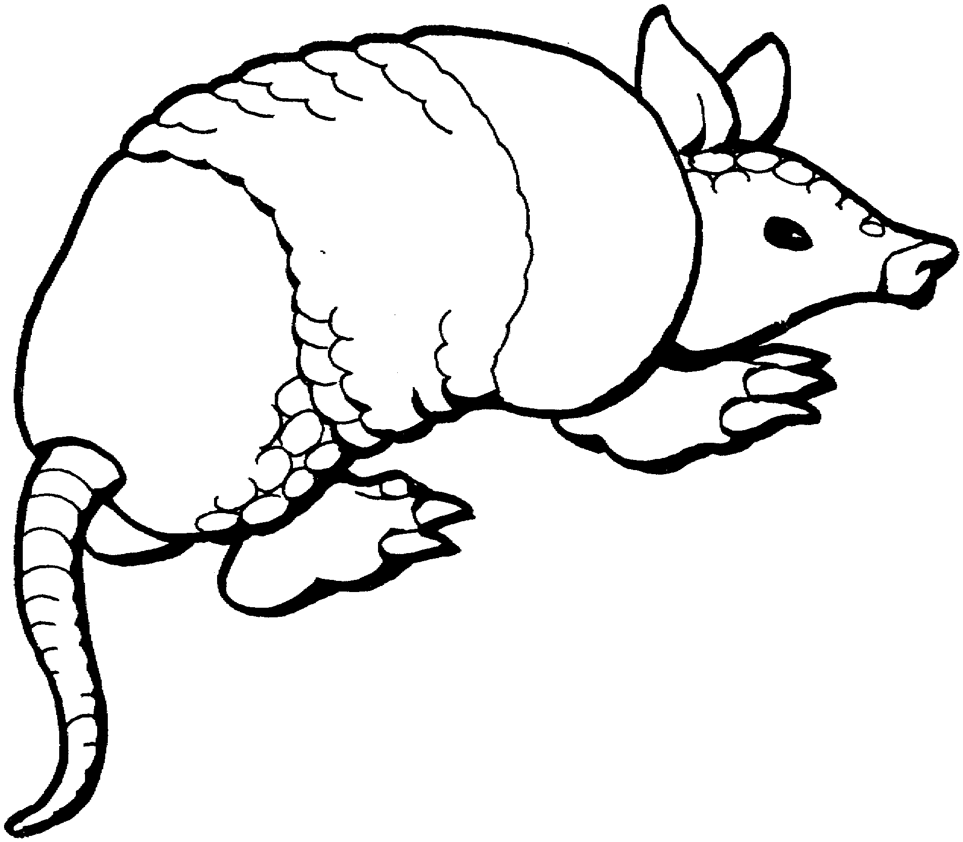 Armadillo Coloring Pages free of armadillos Printable Coloring4free