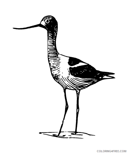 Avocet Coloring Pages Avocet 2 png Printable Coloring4free