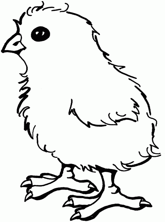 Baby Chick Coloring Pages of baby chicks baby Printable Coloring4free