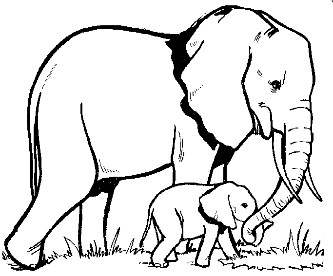 Baby Elephant Coloring Pages baby elephant outline co Printable Coloring4free
