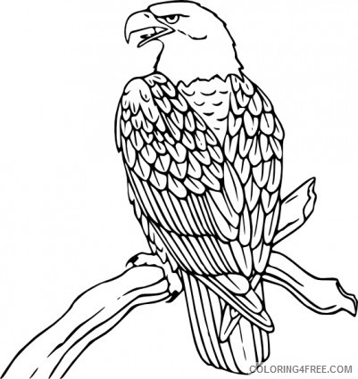 Bald Eagle Coloring Pages bald eagle v Printable Coloring4free