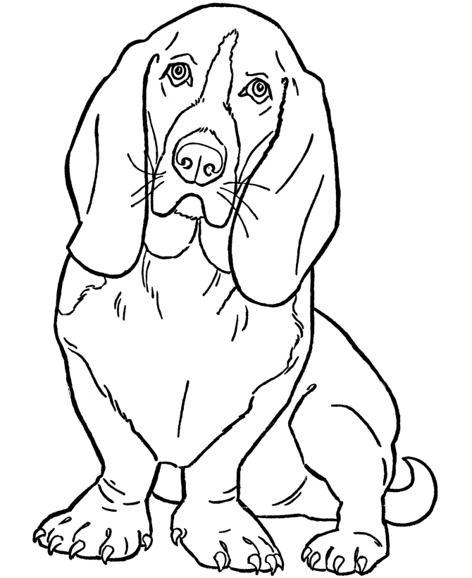 Basset Hound Coloring Pages dog printable basset Printable Coloring4free
