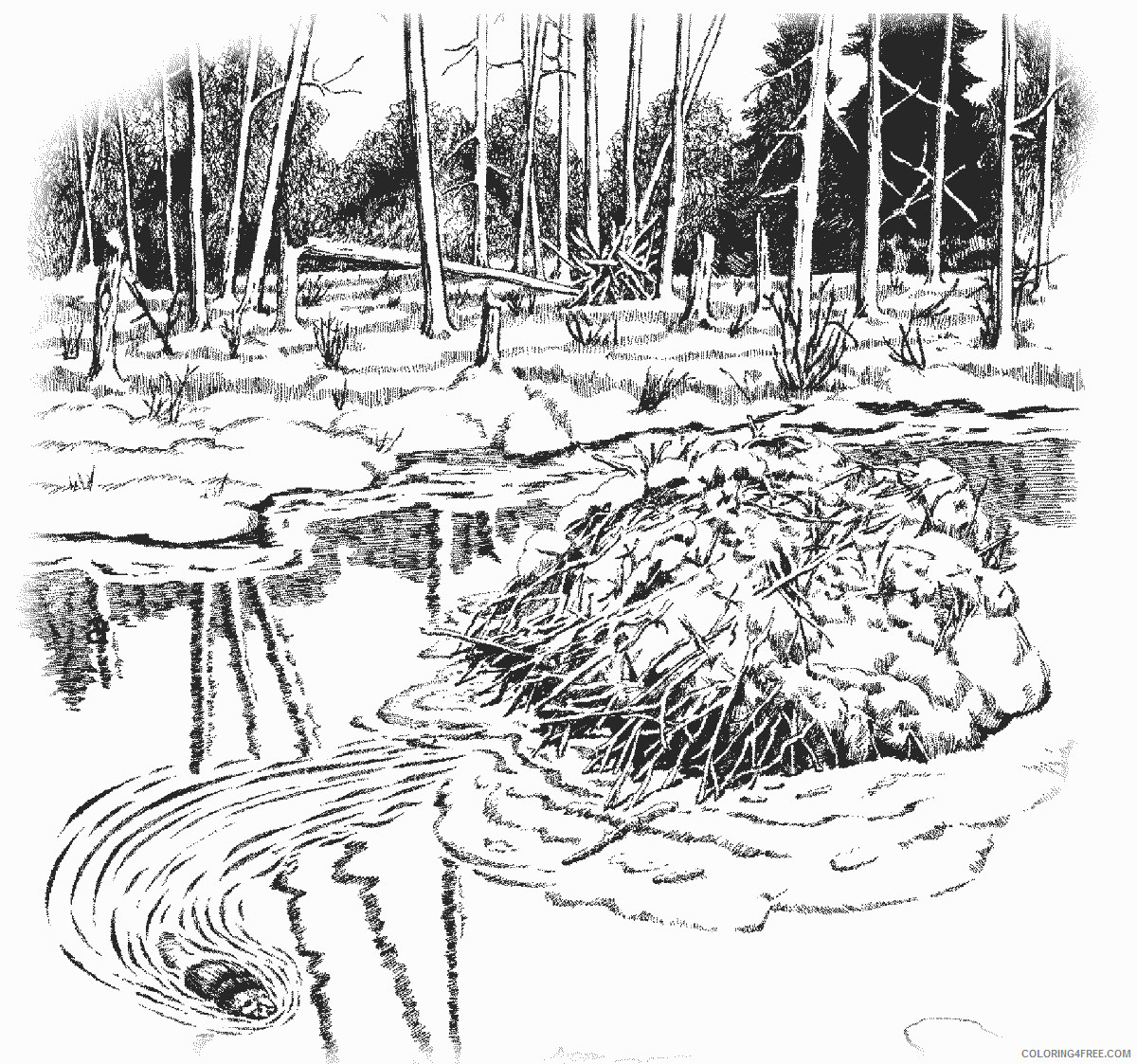 Beaver Dam Coloring Pages beaver dam page http Printable Coloring4free