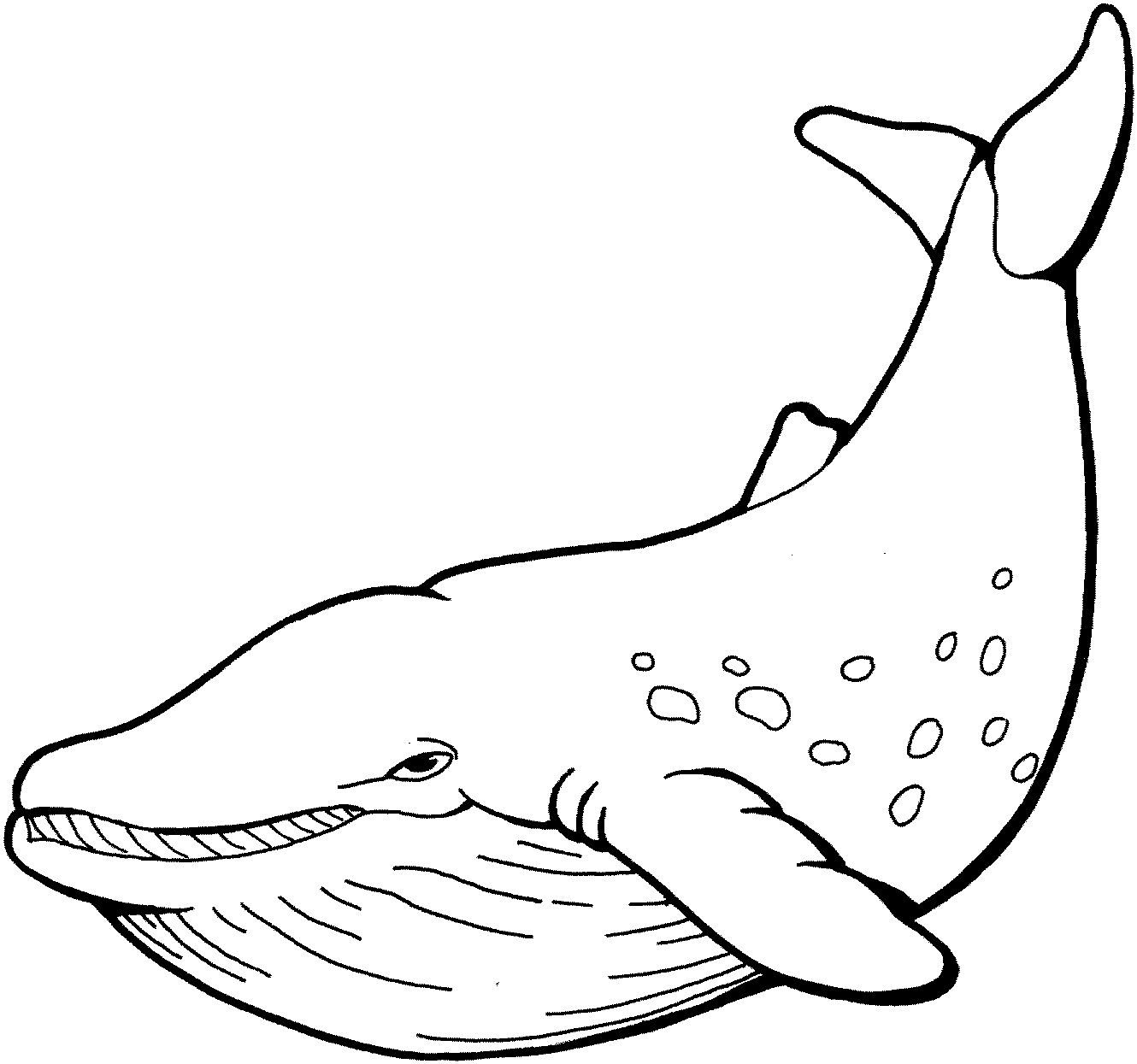 Beluga Whale Coloring Pages beluga whale bfree Printable Coloring4free