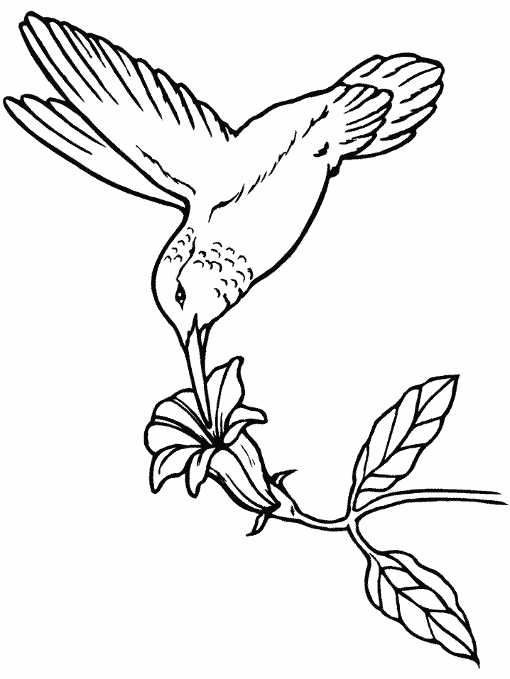 Bird Coloring Pages bird 42 gif Printable Coloring4free