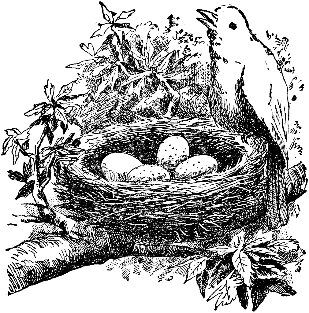 Bird Nest Coloring Pages bird and nest etc Printable Coloring4free