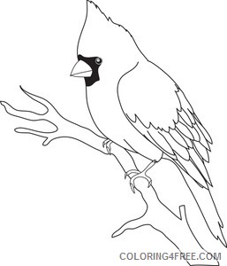 Bird Outline Coloring Pages cardinal image black and Printable Coloring4free