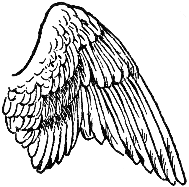 Bird Wings Coloring Pages wing of a bird clipart Printable Coloring4free
