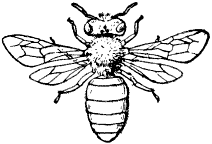 Black and White Bee Coloring Pages bee 72 gif Printable Coloring4free