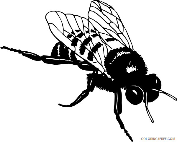 Black and White Bee Coloring Pages bee 81 jpg Printable Coloring4free