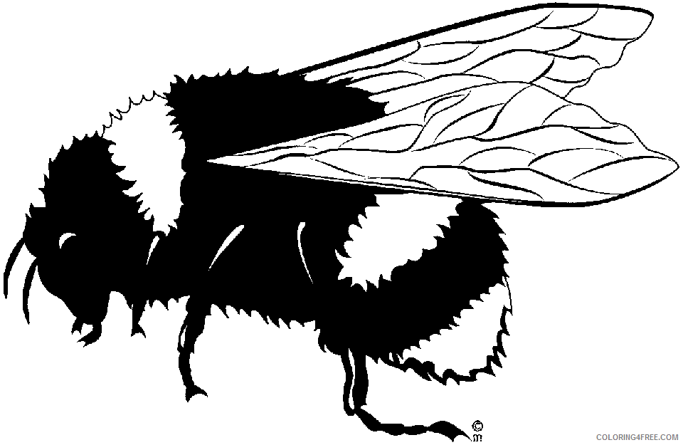 Black and White Bee Coloring Pages bee Printable Coloring4free