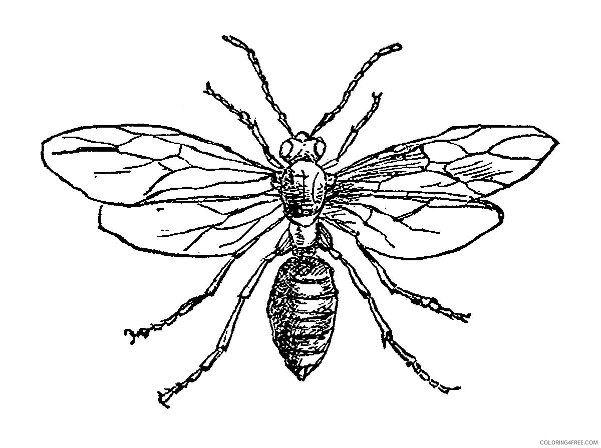 Black and White Bug Coloring Pages bug 22 jpg Printable Coloring4free