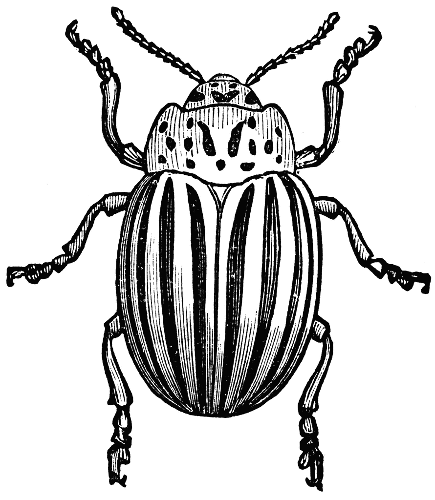 Black and White Bug Coloring Pages potato bug etc VhURHZ Printable Coloring4free