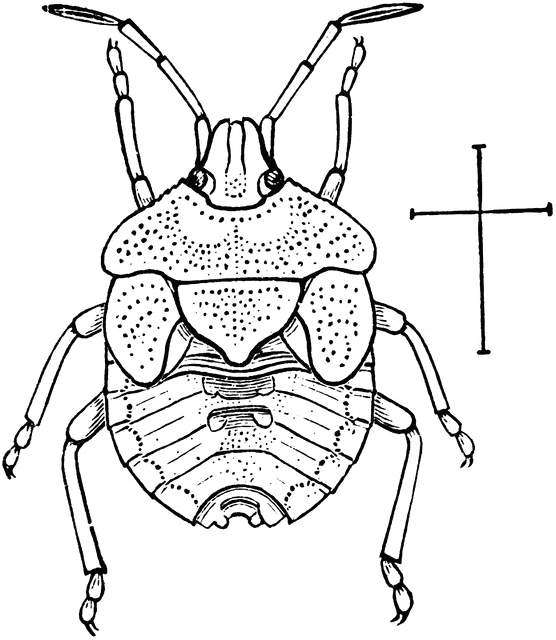 Black and White Bug Coloring Pages stink bug SGLIVX clipart Printable Coloring4free