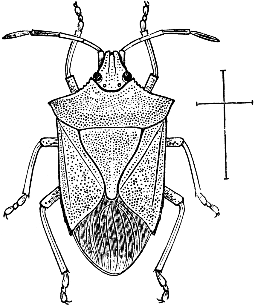 Black and White Bug Coloring Pages stink bug ViYrUJ clipart Printable Coloring4free