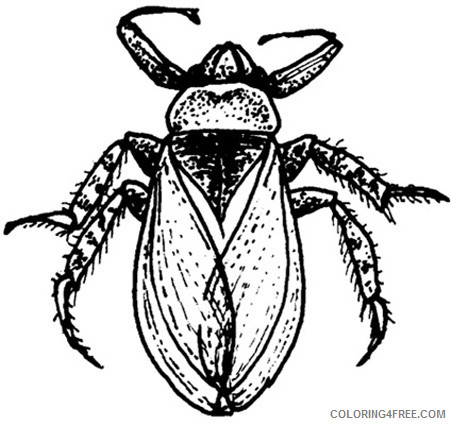 Black and White Bug Coloring Pages water bug 1 jpg Printable Coloring4free
