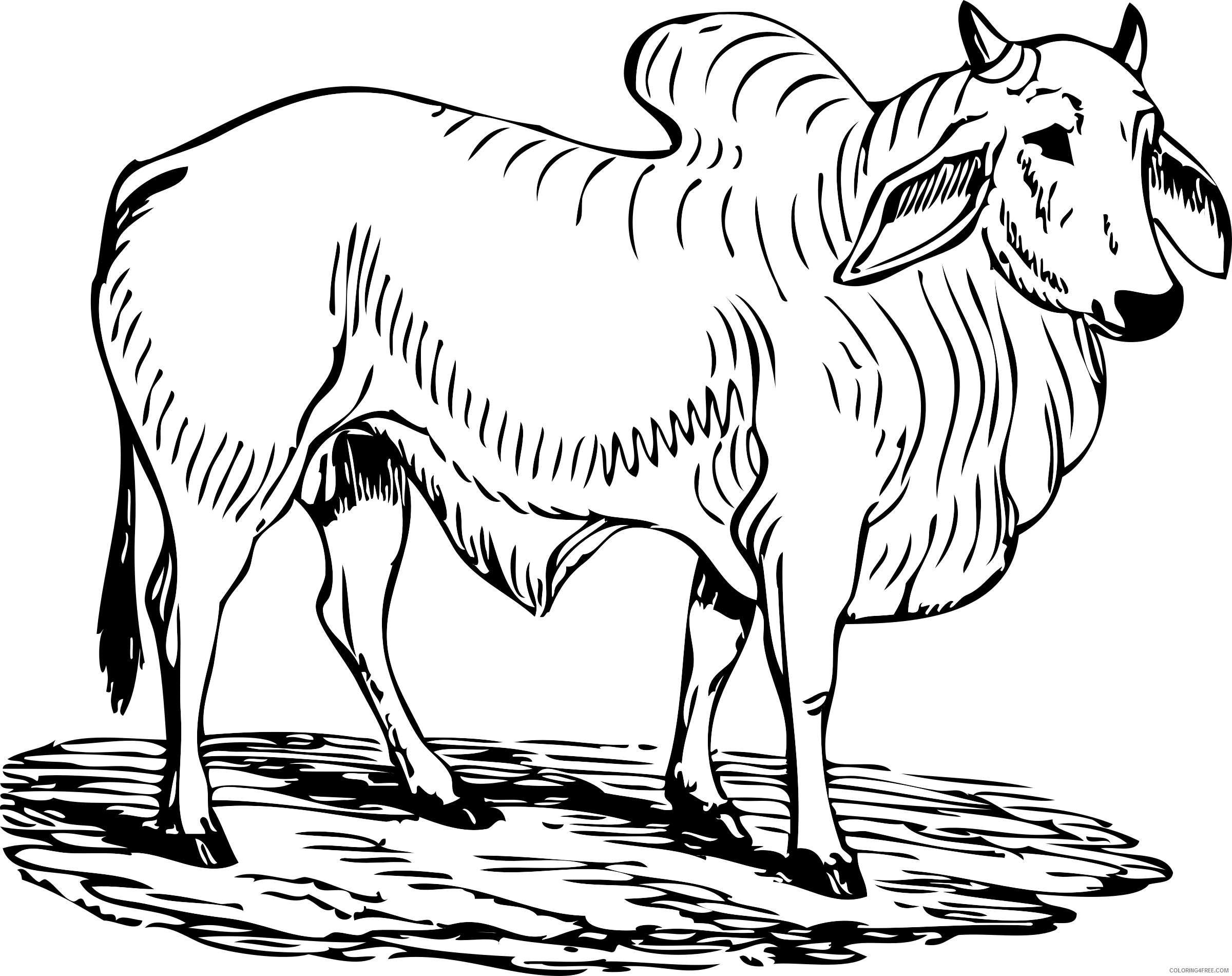 Black and White Bull Coloring Pages brahma bull bpng Printable Coloring4free