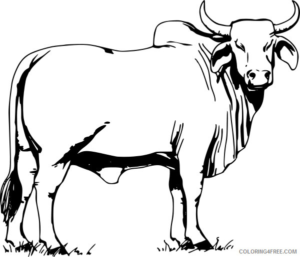Black and White Bull Coloring Pages brahman bull brahman bull Printable Coloring4free