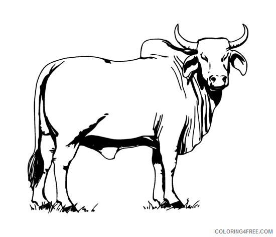 Black and White Bull Coloring Pages bull 3 png Printable Coloring4free