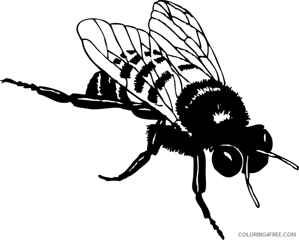 Black and White Bumble Bee Coloring Pages bumble bee at Printable Coloring4free
