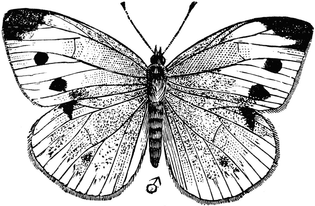 Black and White Butterfly Coloring Pages small white butterfly etc Printable Coloring4free